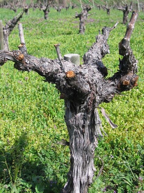 What does buah anggur mean in english? Tablas Creek Vineyard Blog: Creating a new wine: En Gobelet