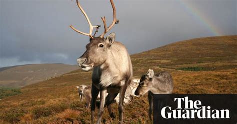 Scotlands Reindeer Environment The Guardian