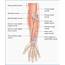 Picture Of Forearm Muscles And Tendons  The Anterior