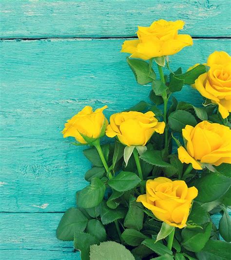 10 Beautiful Yellow Roses That Symbolize Genuine Friendship