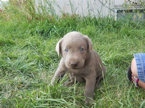 Pure bred puppies for sale from registered breeders located in australia and new zealand. Silver Labs For Sale Under $500 | Top Dog Information