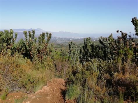 Hunting For Proteas At The Helderberg Nature Reserve In Somerset West