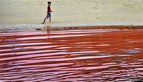 Fenomena Laut Merah Menyerupai Darah Ternyata Ini Sebabnya Tekno