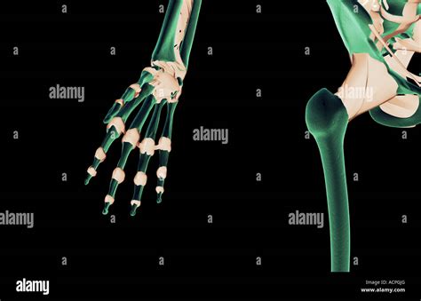 Iliofemoral Ligament Hi Res Stock Photography And Images Alamy