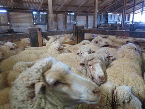International Exposé Sheep Killed Punched Stomped On And Cut For Wool