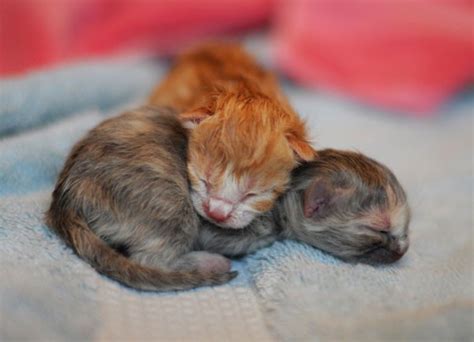 3 Tiny Precious New Borns Love Meow