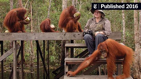 An Orangutan Expert Says Now Is The Time To Visit Indonesia The New