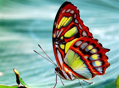 Schmetterling Flickr