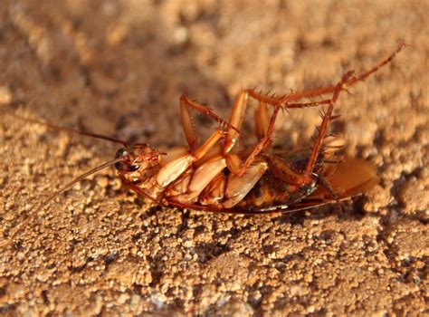 Burns pest elimination is the leading pest control company servicing phoenix, tucson, & las vegas with the fastest response times. German Cockroach Extermination Pest Control, Natural Roach ...
