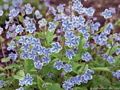 4 Des Plus Belles Fleurs Bleues Détente Jardin