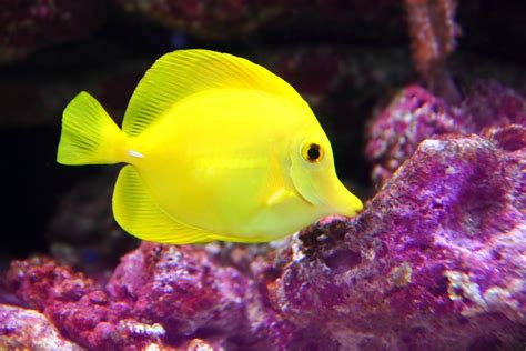 10 Vibrant Yellow Aquarium Fish Species Build Your Aquarium