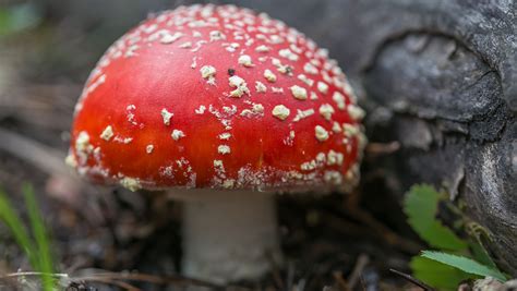 Magic Mushrooms Found In Buckingham Palace Channel 4 News