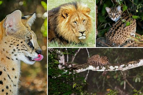 15 Type Of Wild Animals Pics Temal