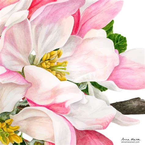 Apple Blossom In Watercolour Botanical Painting Watercolor