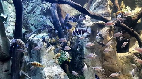 Lake Tanganyika Aquarium In Durban Youtube