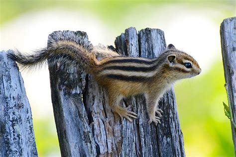Chipmunk Animal Facts For Kids Characteristics And Pictures