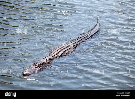 American Alligator Swimming Hi Res Stock Photography And Images Alamy