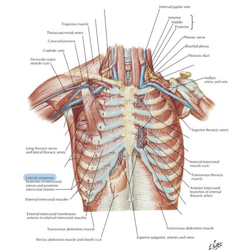 Thoracic Wall Diagram Diagram Quizlet