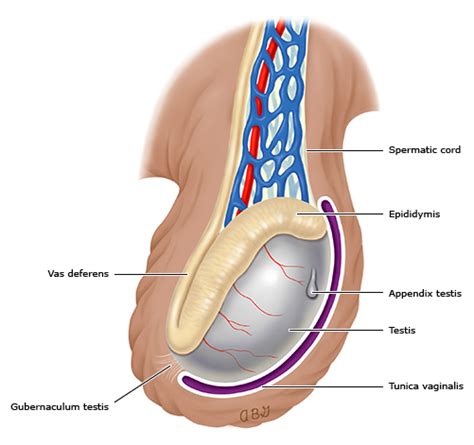 Testis Appendix Anatomy