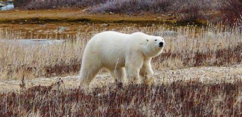 Ywp Backs International Polar Bear Initiative Yorkshire