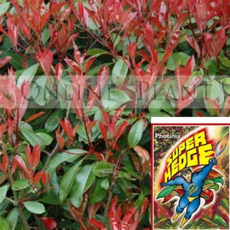 Photinia Super Hedge Is A Fantastic Option For Privacy Screening Bird