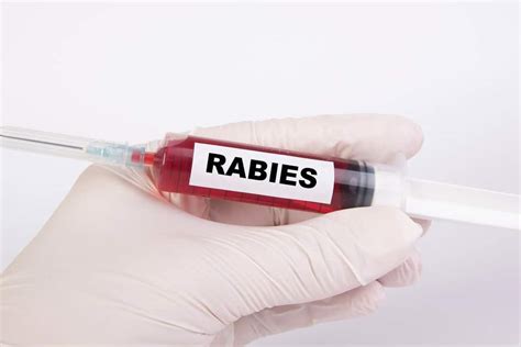 Is There A Cure For Rabies