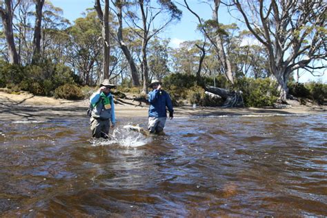 Fly Fishing Tasmania Report Season To Date