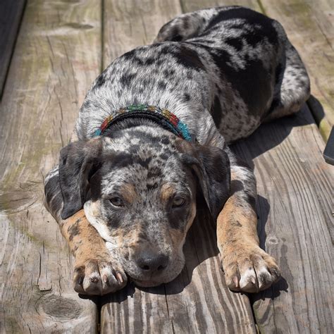 10 Cool Facts About Catahoula Leopard Dogs Artofit