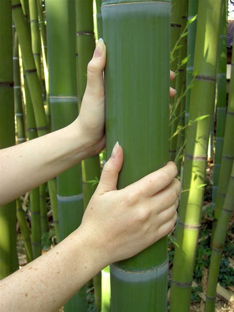 Xl Giant Timber Bamboo Bambusa Oldhamii Urban Palms