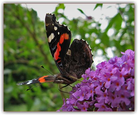 Falter Foto And Bild Tiere Wildlife Schmetterlinge Bilder Auf