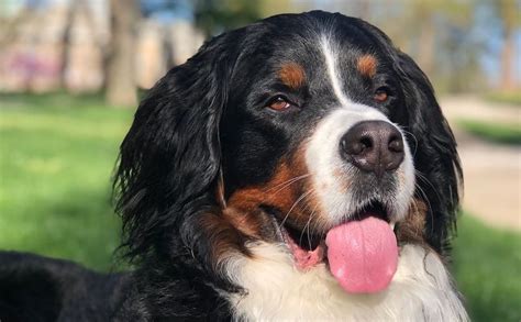 Bernese Mountain Dogs Breed Information Guide Quirks Pictures