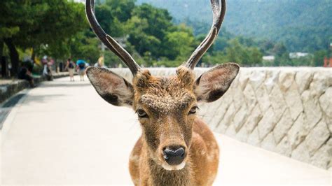 8 Native Japanese Animals Intrepid Travel Blog The Journal
