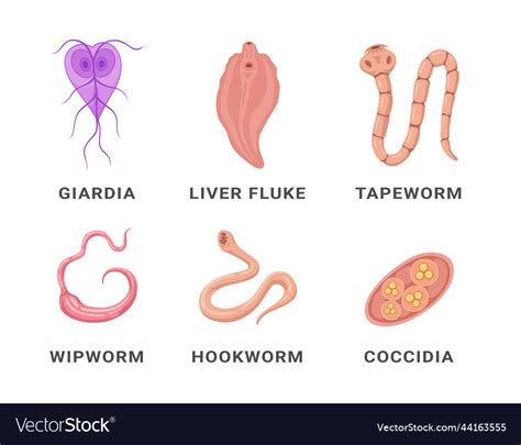 Human Intestinal Parasites Set Infographic Scheme Vector Image