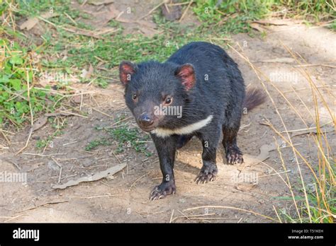 El Diablo De Tasmania Sarcophilus Harrisii Es Un Marsupial Carnívoro