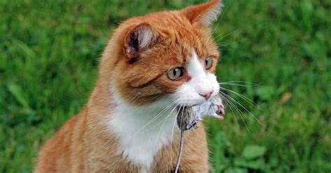 How Does Toxoplasmosis Affect Cats