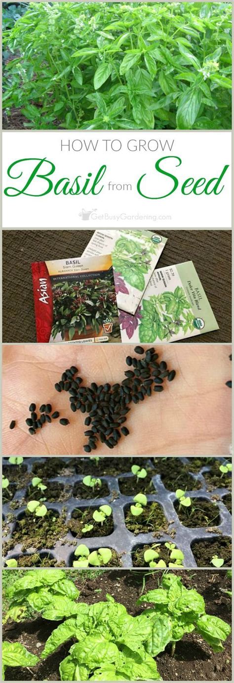 Growing Basil From Seed The Ultimate Guide Get Busy Gardening
