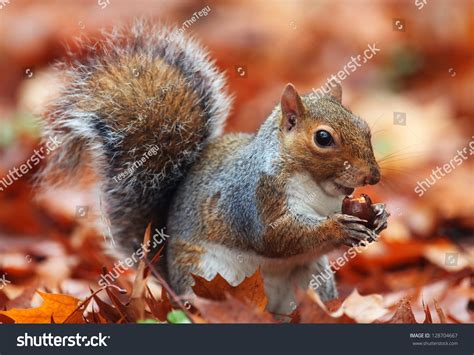 Squirrel Autumn Acorn Dry Leaves Stock Photo 128704667 Shutterstock