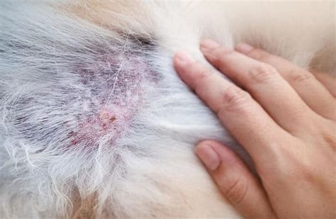 Pyoderma In Dogs What It Is Different Types And How To Treat It