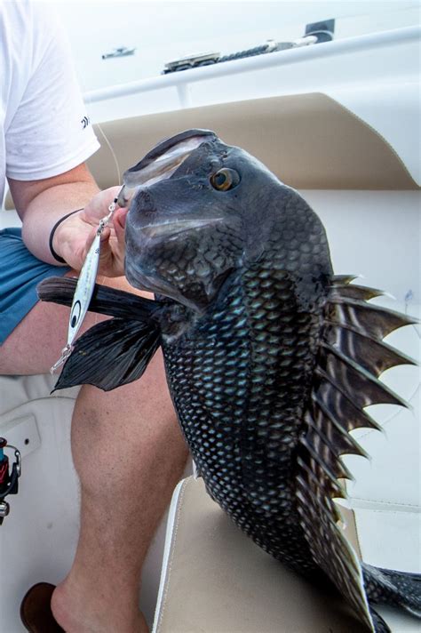 Black Sea Bass Fish Facts On The Water