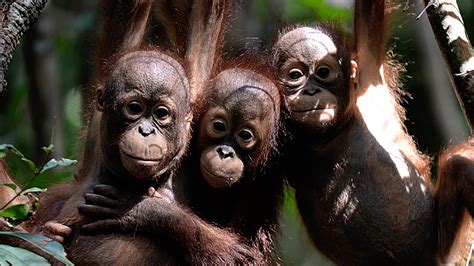 Borneo Has Lost 100000 Orangutans Since 1999 The Two Way Npr