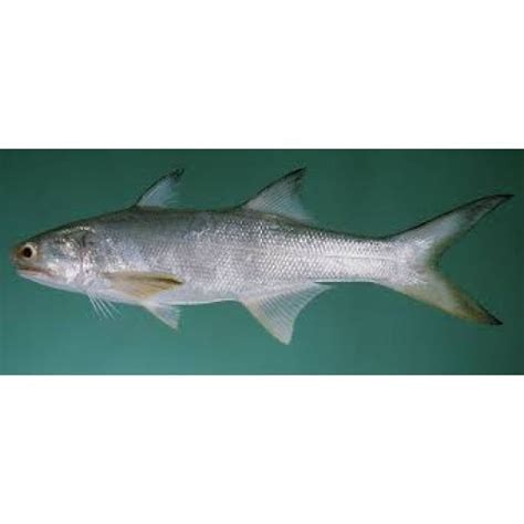 Unbelievable return for the chum salmon fishery. Indian Salmon Fish, For Household, Packaging Type: 20 Kg ...