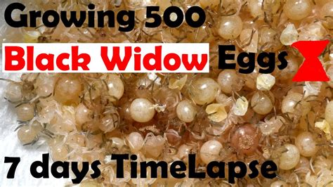500 Spider Eggs In Incubator Black Widow Egg Hatching Timelapse 유튜브