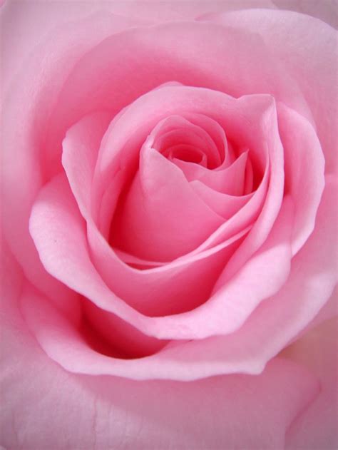 20+ Free Flower Pictures on Unsplash | Pink rose flower, Flower images ...