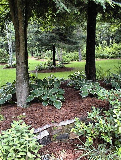 In certain landscapes, they create an almost mystical and cozy vibe. gardening under pine trees | Pine garden, Landscaping around trees, Garden flower beds