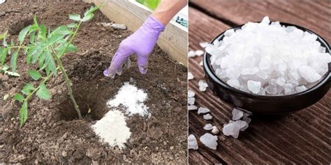 22 Uses For Epsom Salt Why It Should Be In Every Home And Garden
