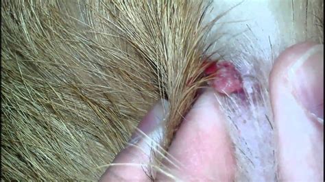 Dog Lipoma Fatty Tumors And Cysts With Pictures Skin Care Geeks