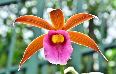 Best Time To See Orchids In Costa Rica 2023 When To See Roveme
