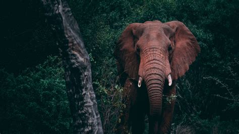 Download Wallpaper 1920x1080 Elephant Forest Wildlife