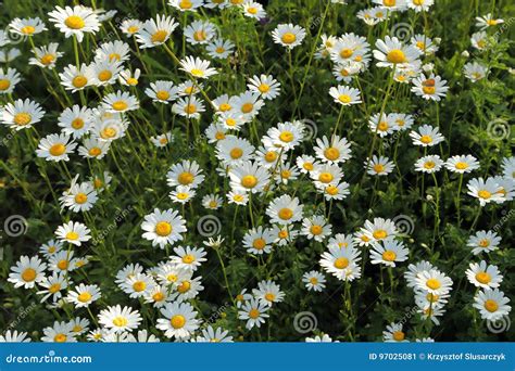 Daisys Stock Image Image Of Plant Daisy Grow Herb 97025081