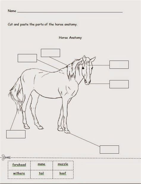 Horse Parts Worksheets